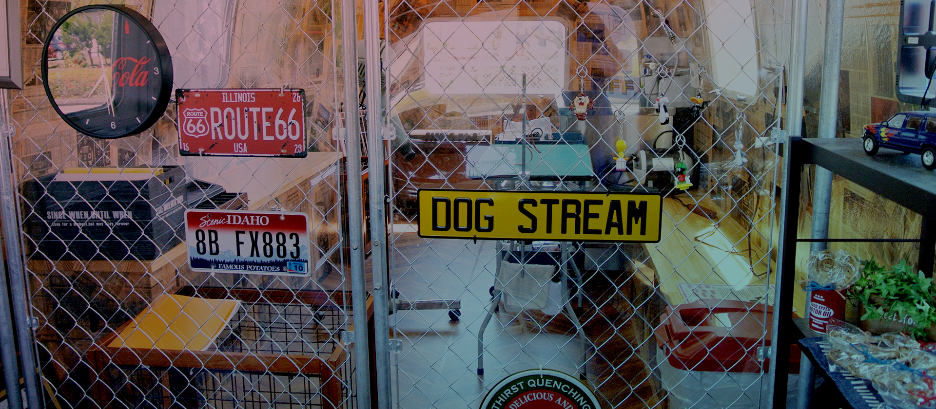 Dog Stream